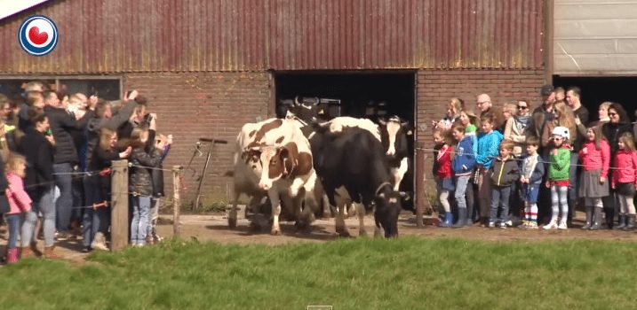 Conmovedora reacción de unas vacas al salir al exterior tras 6 meses encerradas en establos
