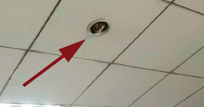 vigilancia gato techo oficina