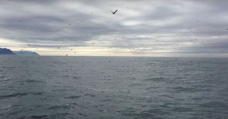 Estaban grabando el vuelo de las gaviotas y un grupo de ballenas hizo su video viral