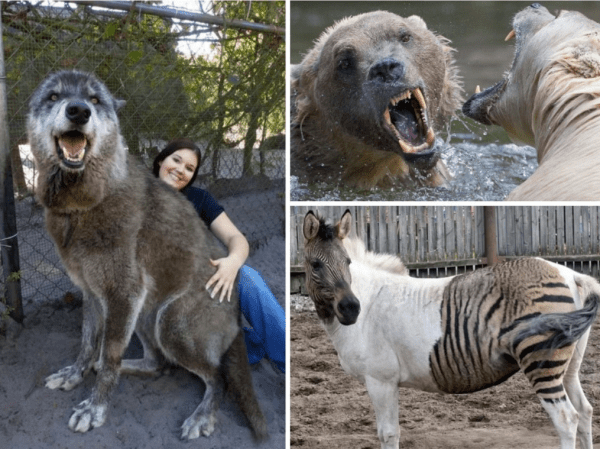 20 animales hibridos