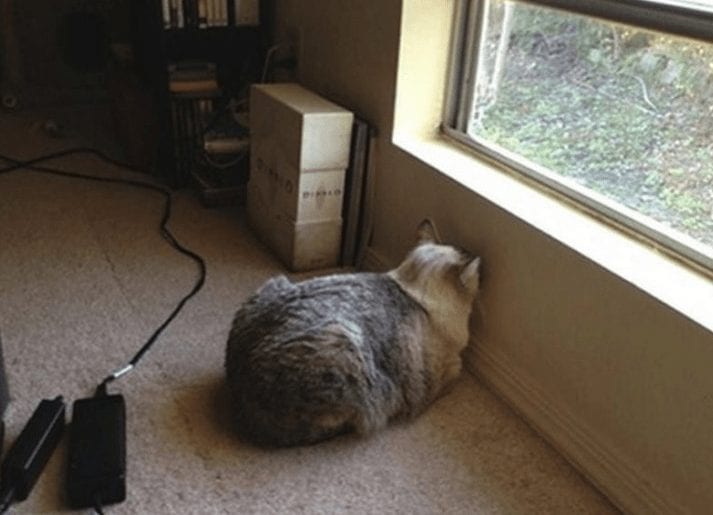 animales contra la pared1