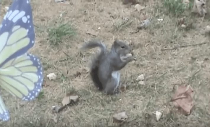 Esta ardilla se come la nuez más rica del mundo, y los efectos que le produce son tan increíbles que te sorprenderán