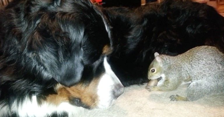 Una ardilla usa a un perro para esconder su comida