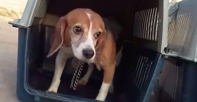 Perros usados en experimentación saborean la libertad y el cariño por primera vez en sus vidas