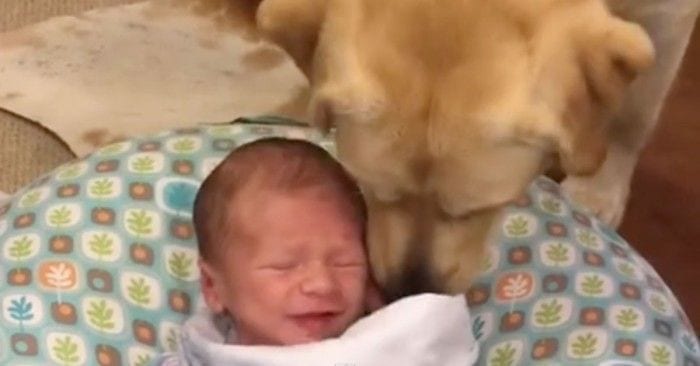 bebe deja llorar perro