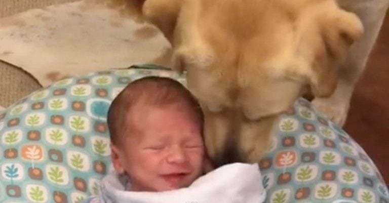 El adorable labrador que es capaz de calmar a su bebé preferido