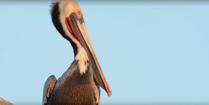 bostezo pelicano1