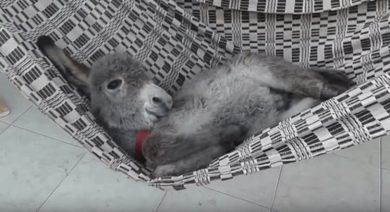 Alégrate el día con el vídeo del burro más feliz del mundo