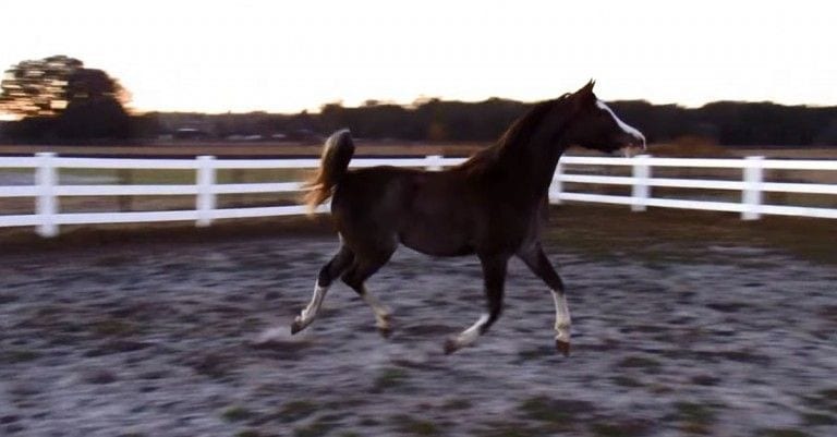Este caballo se mueve con tanta gracia que es como si flotara