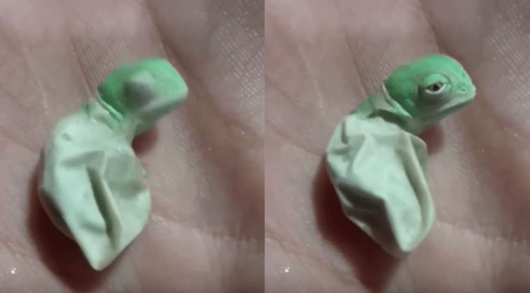 ¿Qué crees que es lo primero que hace un camaleón al nacer?