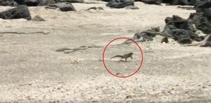 carrera serpientes destacada