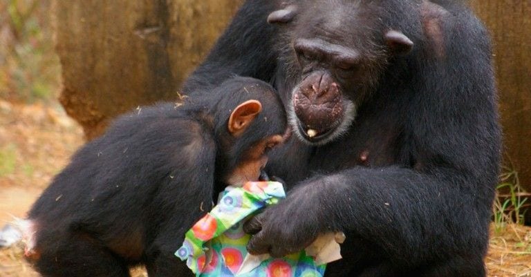 Cada año, estos chimpancés rescatados reciben emocionados regalos navideños