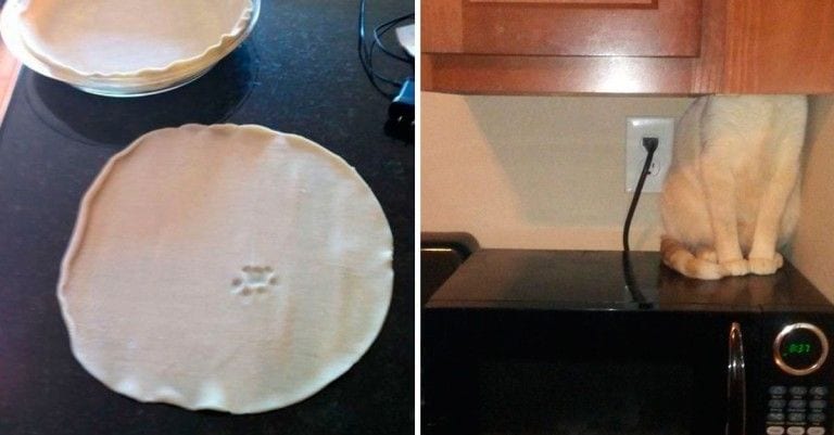 22 cosas que hacen los gatos y que solo entenderás si tienes uno