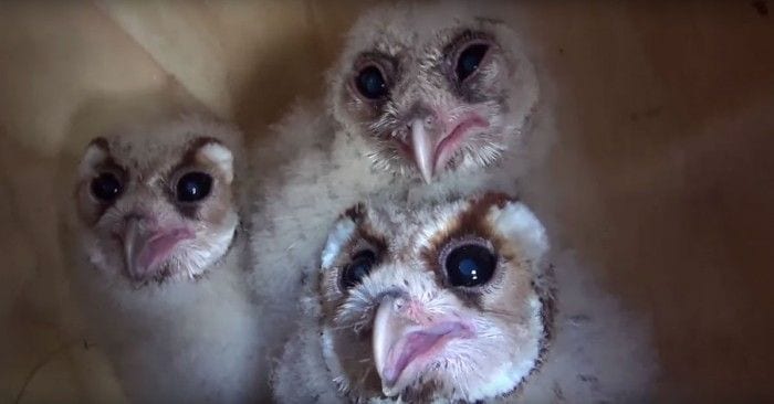 crias buho frank cuesta