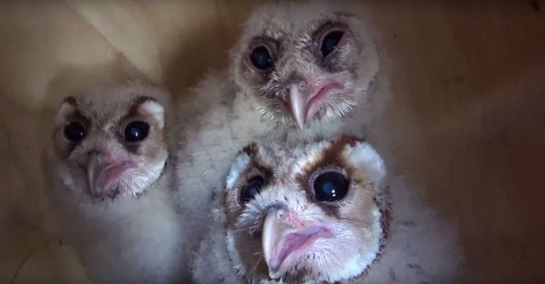 Frank Cuesta rescata a tres búhos del mercado de animales y su evolución es asombrosa