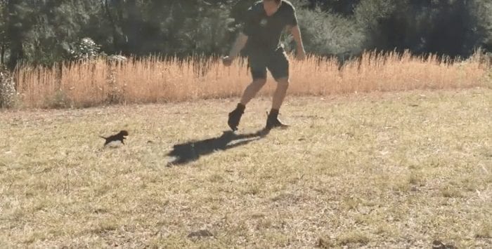 diablo tasmania bebe1