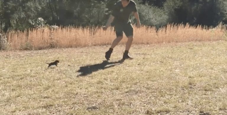 ¿Alguna vez has visto una cría de diablo de Tasmania? Cuidado, te va a enamorar
