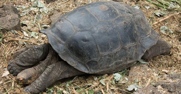 Conoce a Diego, la tortuga que ha salvado a su especie teniendo 800 crías