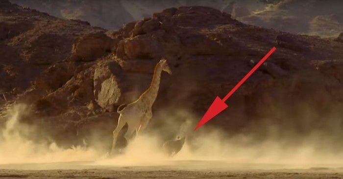 documental leonas jirafas 01