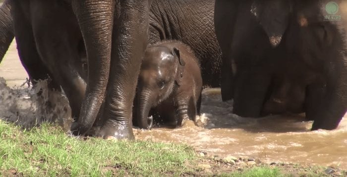 elefante bebe cruzando rio3