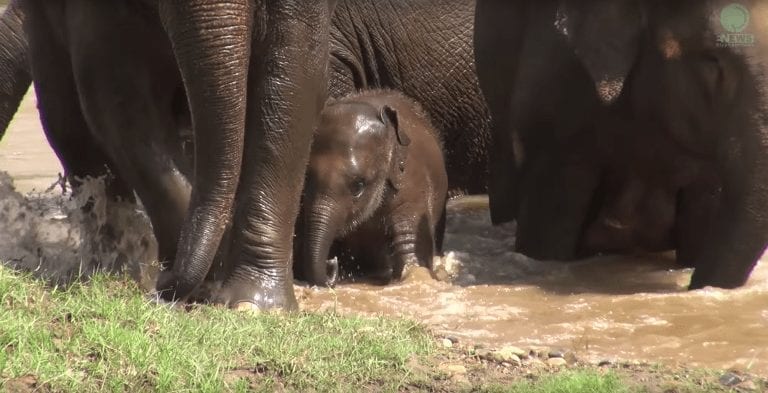 Una cría de elefante queda atrapada al cruzar un río y toda la manada le ayuda a salir