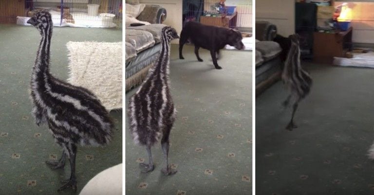 Este perro y este emú hacen el dúo más exótico y divertido de la historia