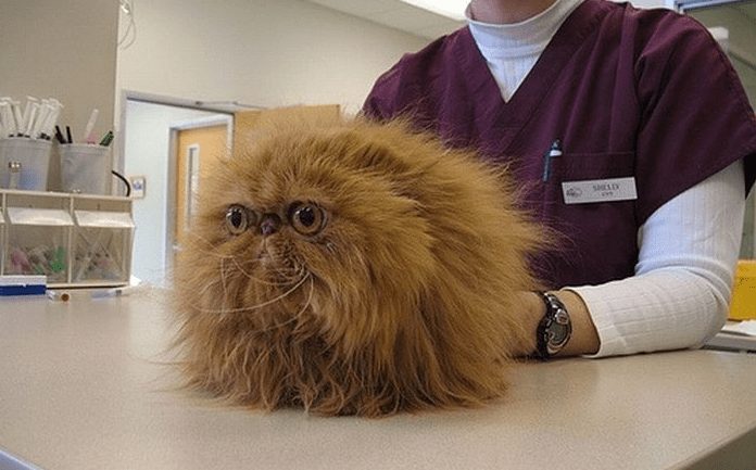 fotos gatos divertidas