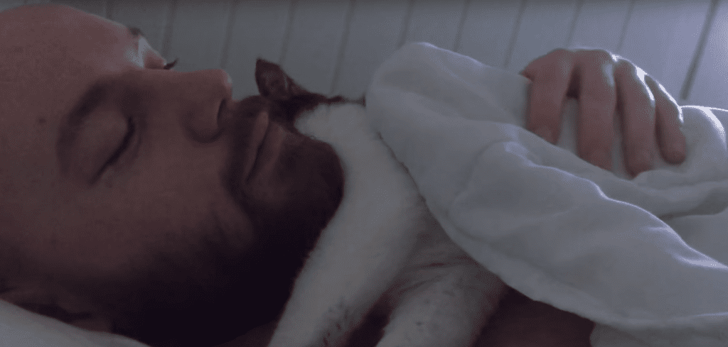 gato adoptado duerme