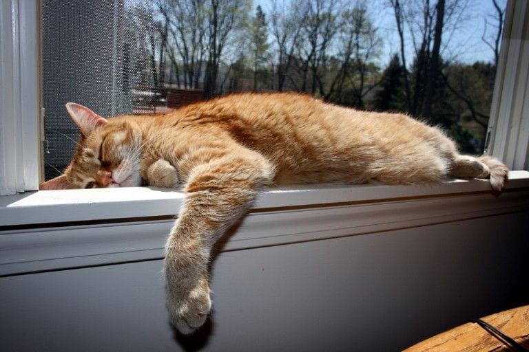 15 gatos con tanto sueño que fueron incapaces de llegar a la cama