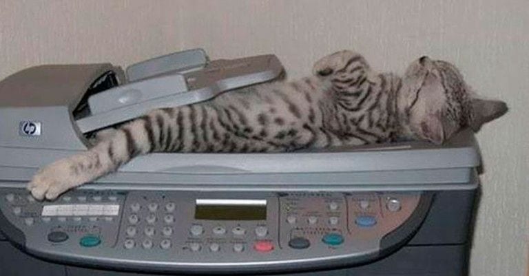 30 gatos durmiendo en los lugares más insospechados