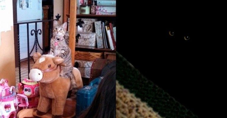 15 gatos que demuestran que son las mascotas más especiales de todas