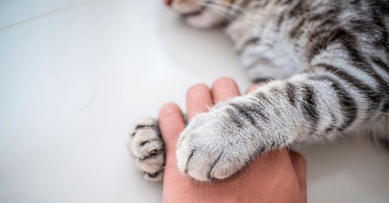 10 cosas que te está diciendo tu gato y tú sin enterarte