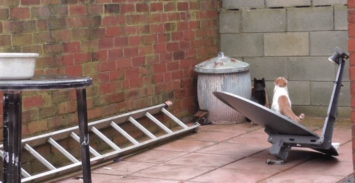 gatos sincronizados2