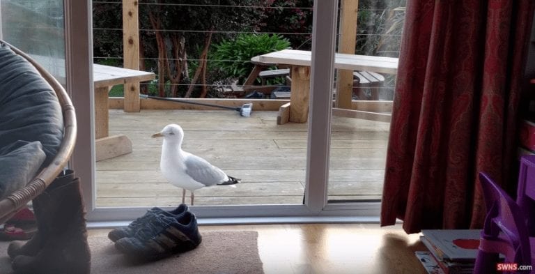 Parece que la gaviota entra en la casa por equivocación, pero va directa al comedero del gato