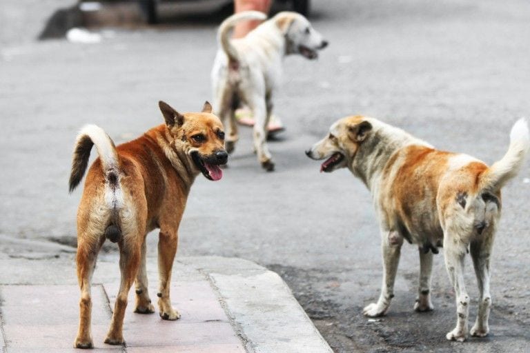 En Castilla-La Mancha ahora es legal la caza de perros y gatos con lazo y su muerte a tiros