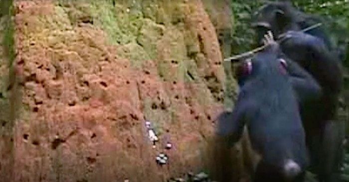 madre chimpance herramienta