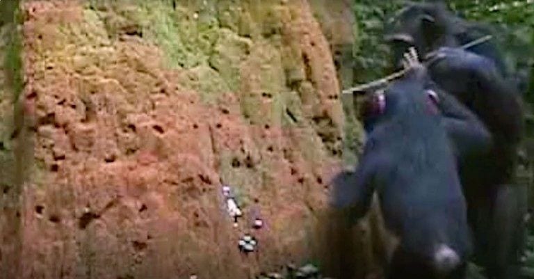 Una chimpancé enseña a su cría a utilizar un palo como herramienta