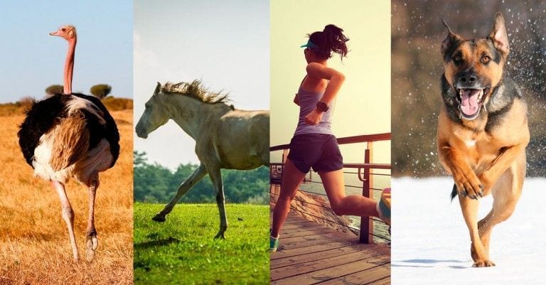 Test: 6 animales compiten en una maratón, ¿cuál crees que ganará?