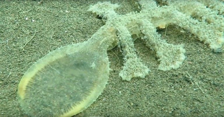 «Melibe leonina» es el nombre del ser vivo más curioso e hipnótico que vas a conocer hoy