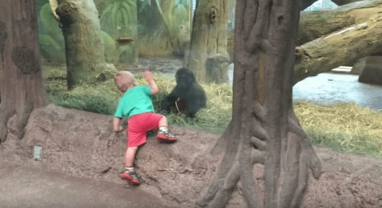 Un niño y un gorila juegan al escondite, y la imagen deja un sabor amargo