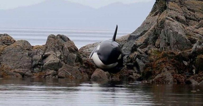 Tenían que salvar a esta orca varada en las rocas y lo hicieron de la forma más inteligente