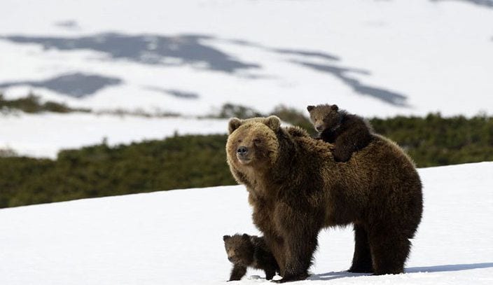 Cuando veas estas imágenes previas de un documental de los osos en Siberia, no podrás esperar a verlo