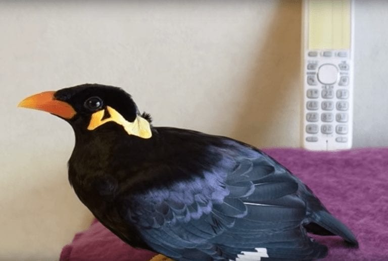 Cuando escuches a este pájaro no vas a dar crédito al idioma que habla