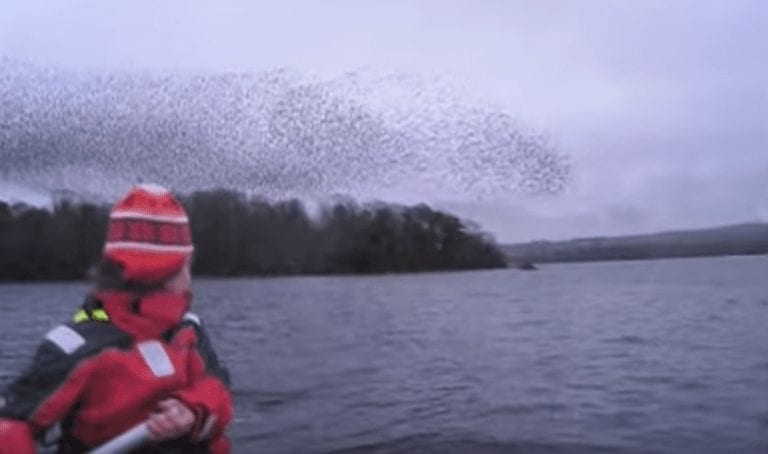Dos jóvenes en canoa graban el hipnótico espectáculo de una bandada de estorninos