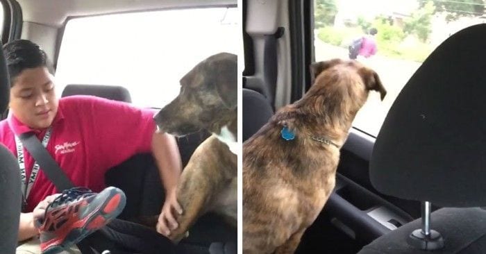 perra llora nino colegio