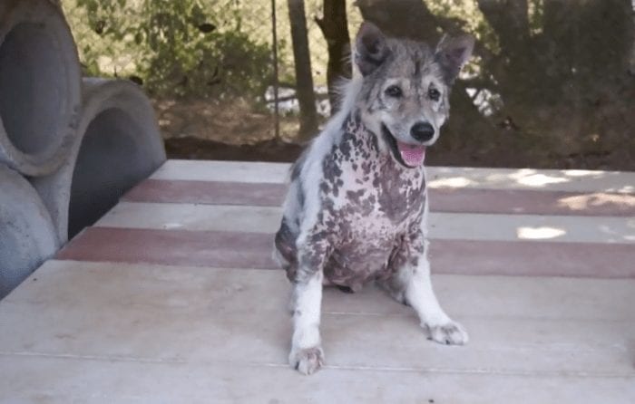 perro adoptado reaccion