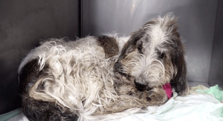 Un coche que iba demasiado rápido cambió la vida de este perro, pero él no se rindió