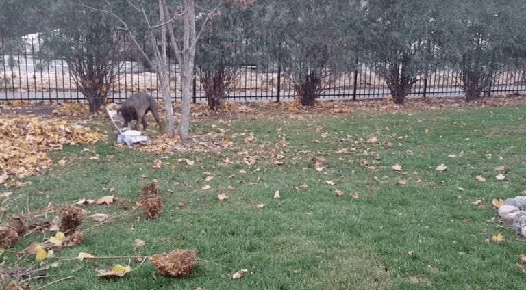 Habrás conocido todo tipo de jardineros, pero ninguno tan eficaz y peludo como este