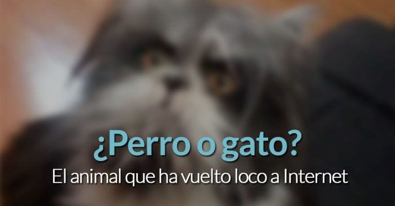 ¿Es un perro o un gato? Internet vuelve a estar dividido