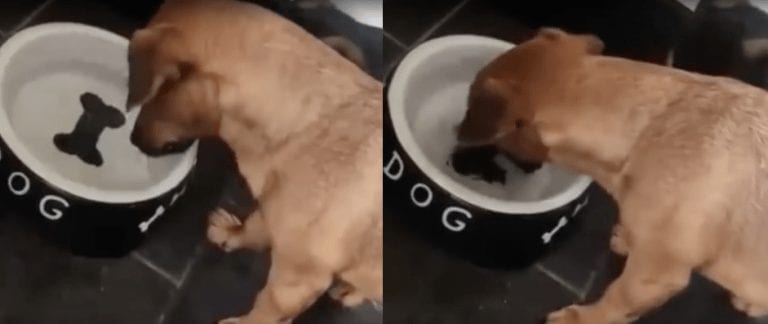 En el fondo de su bebedero hay un hueso y este cachorro no está dispuesto a renunciar a él